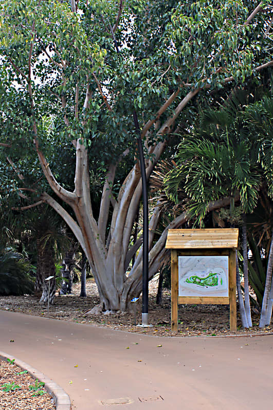 Ficus religiosa - The Sacred Fig - on the intersection of two of the well maintained pathways. On the right is an informative map of the Palmetum