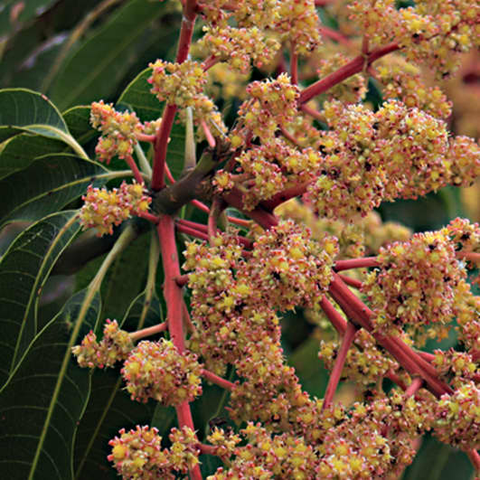 Mangifera zeylanica is the Sri Lankan Mango. This species is endemic to the Indian Ocean island, and in its natural habitat, it is now a very rare tree