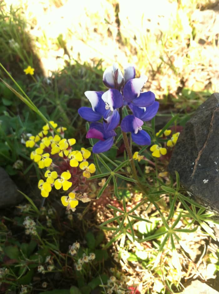 Johnny Tuck, or Butter-and-Eggs, is a charming small wildflower that has amazing potential to color an entire field. Notice the palmately compound leaves on the Lupinus nanus.