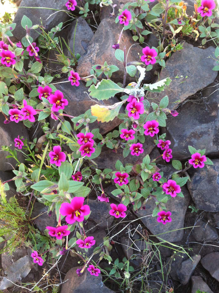 Mimulus keloggi, or Kellogg's monkey flower (the family name may have changed to Diplacus)