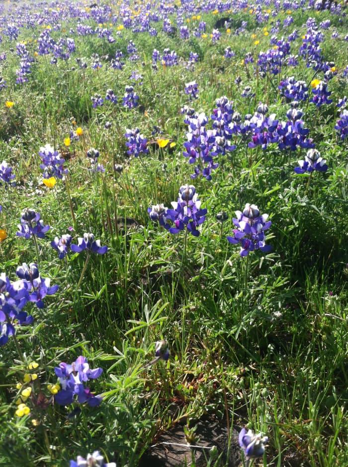 Mixed flowers: Lupinus nanus, Triphysaria eriantha, and Eschscholzia caespitosa (Sky Lupine, Jonny Tucks, and the Tufted Poppy).