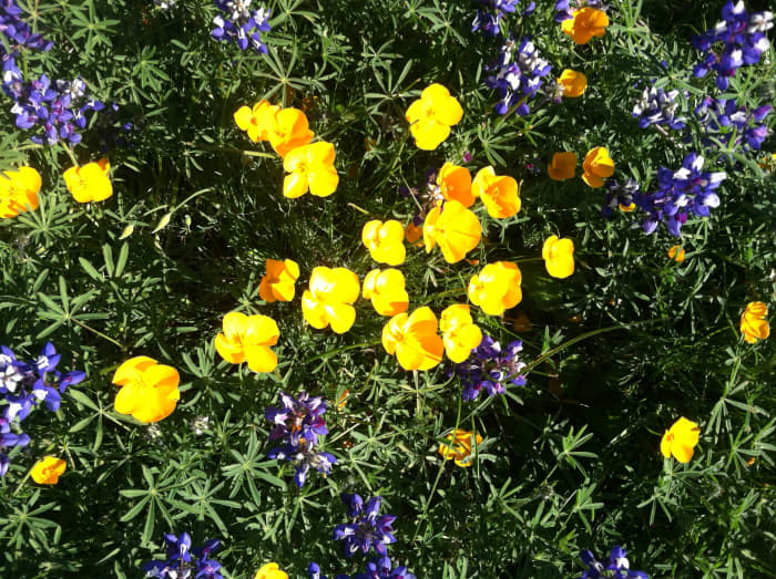 Eschscholzia lobbii, the frying-pan poppy, thus named because its flowers are flat, like a frying pan, unlike the tufted poppy which is cup-shaped.