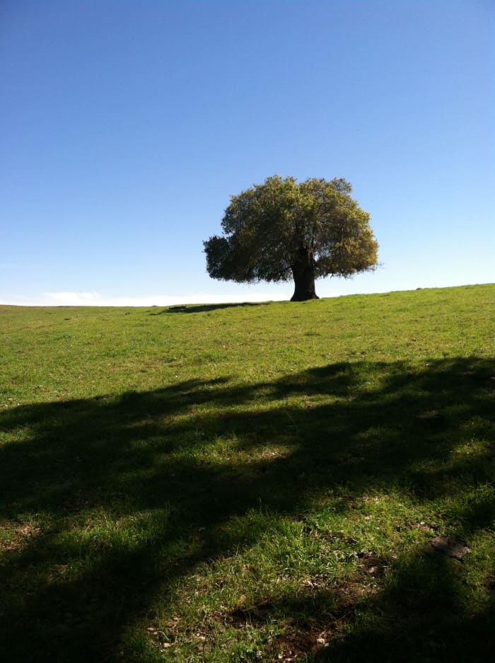 An old soul. Look carefully... while she seems complete she is only the remnants of what was once a great oak...
