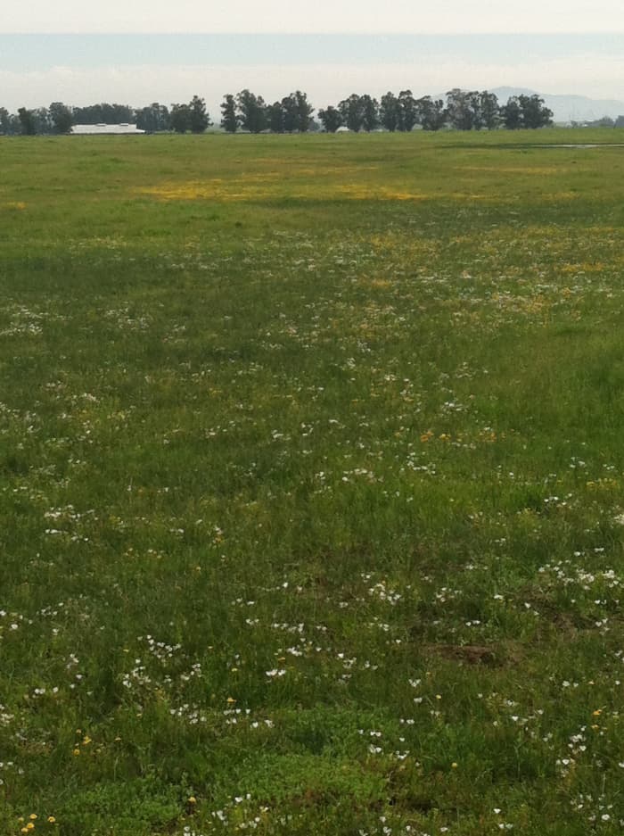 The patch of yellow is a dry vernal pool. At upper right is a vernal pool that still contains water.