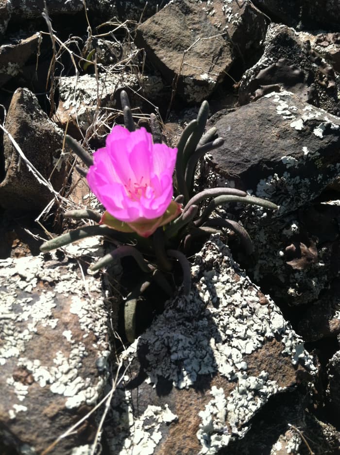 Lewisia rediviva or Bitterroot , an amazing flower that deserves much appreciation. The rocks are basalt: notice their fine-grained structure and angular shape.