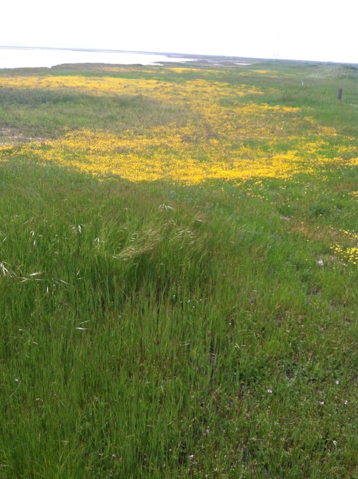 The blanket of yellow flowers is a vernal pool that is mostly dry. The lake-like area in the background is actually the remnant of a huge vernal pool. The large pool has receded here and exposed smaller pools.