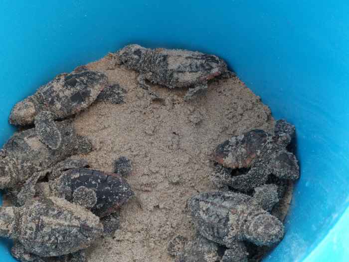 These baby Loggerhead turtles have just hatched and are getting ready to be released on their journey to the ocean.