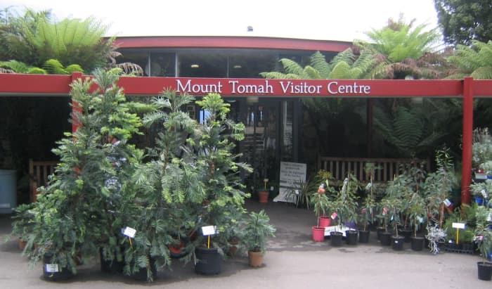 Wollemi Pines outside the Visitors Centre, Mount Tomah Botanical Gardens, Blue Mountains.