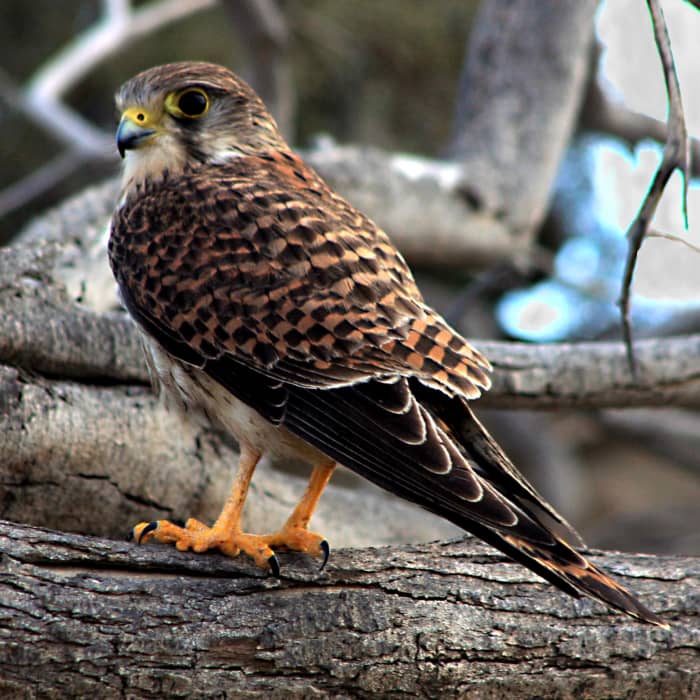 A female kestrel keeps a wary eye on the photographer, whilst hunting a small lizard