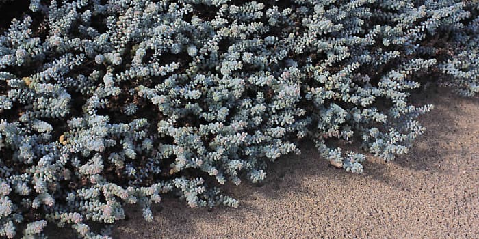 One of the more characteristic early colonisers - I believe this fleshy, low-growing, grey-blue succulent to be Traganum moquinii, though there are also other similar species