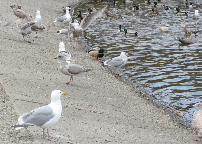 Glaucous-winged gulls, hybrid gulls, mallard ducks, and other ducks awaiting a handout at Lost Lagoon
