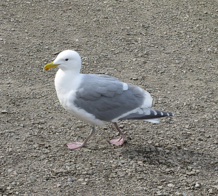 This bird at Lost Lagoon may be a glaucous-winged gull/western gull hybrid, since its wing tips are dark grey instead of medium grey.