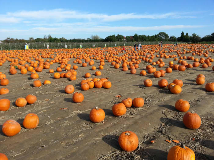 Hank's Pumpkintown, along the Montauk Highway near Southampton, has its in season during everyone else's out season.