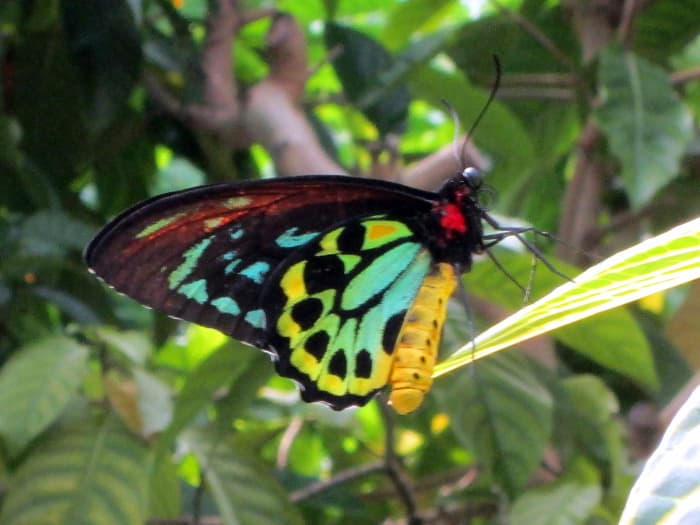 One of over 50 species of butterflies at the Key West Butterfly and Nature Conservatory