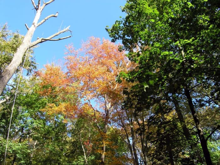 Arboretum Park