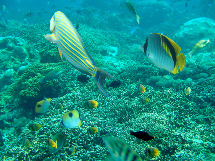 mangrove snorkeling nusa lembongan