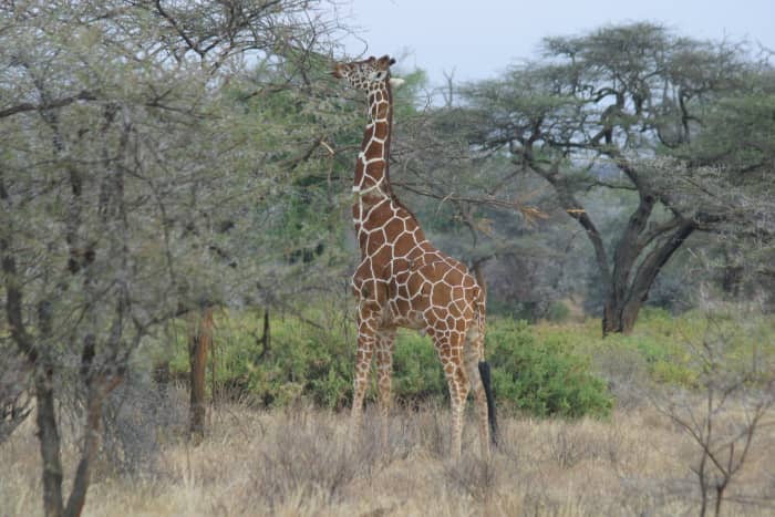 Samburu National Park