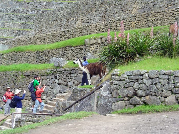 Tourists taking photos of llamas who reside among the ruins and function as lawnmowers.