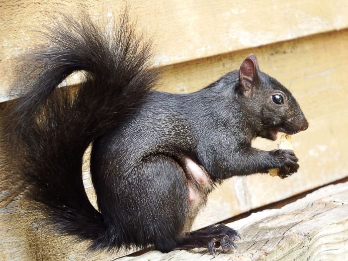 A confident squirrel seen by the ticket booth and shop at the entrance to the garden