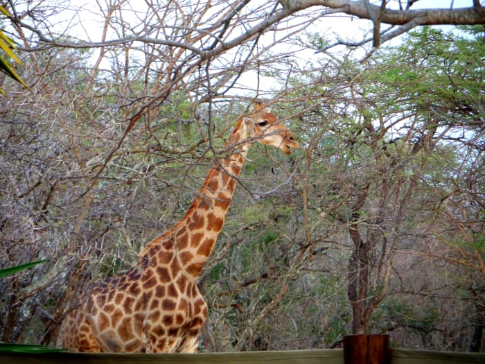 Aaaah...caught this right outside of our villa's fencing. Such an exciting moment. My favorite!