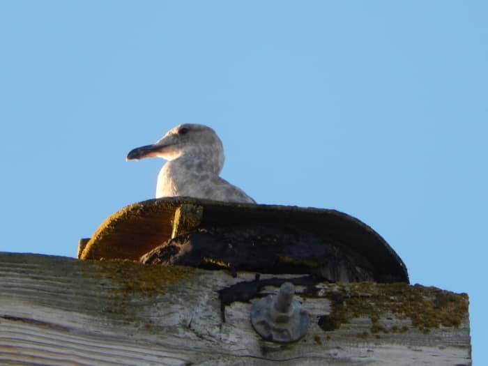 An unconcerned gull nests atop the framework on the dock in the Port of Friday Harbor, watching boats pull in and out.