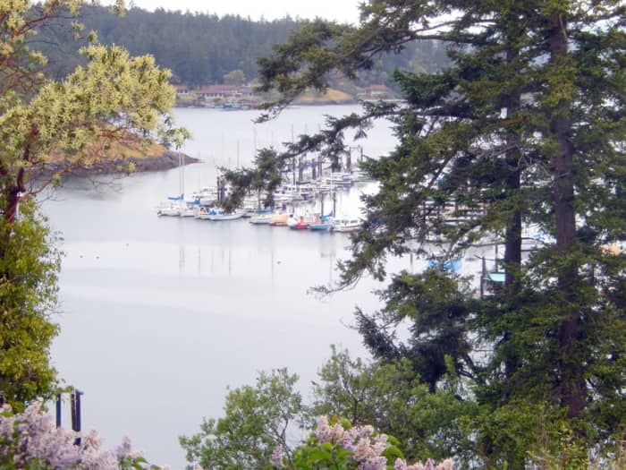 Boats docked in the Friday Harbor Marina as seen through the trees from the hillside above.