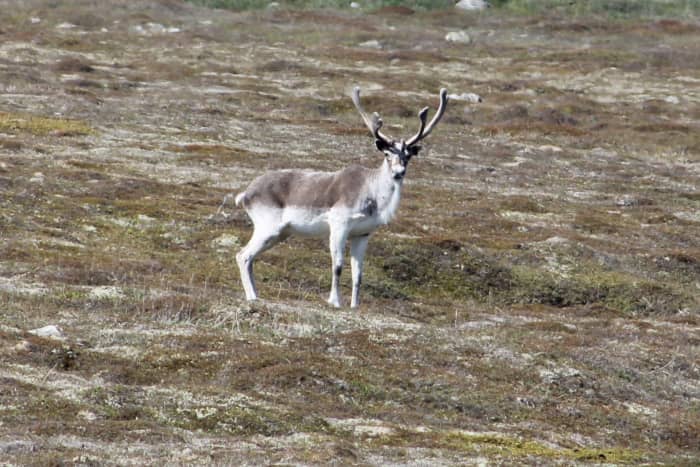 Visiting Mistaken Point Ecological Reserve - WanderWisdom