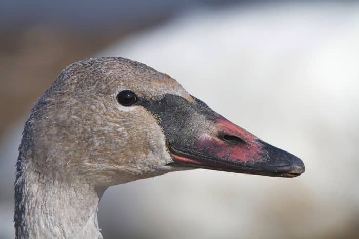 Close-up of the face of a cygnet (young) trumpeter swan (the bill has some pink on it, but with a black base).