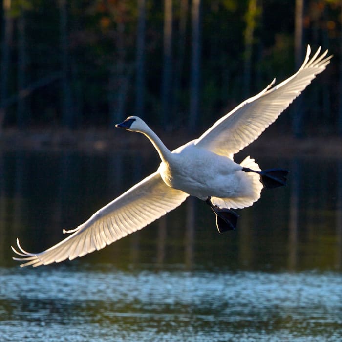 The Trumpeter Swans' Winter Home In Heber Springs, Arkansas - WanderWisdom