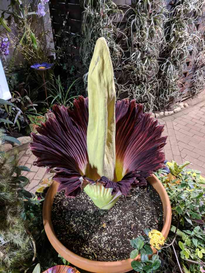 Rosie A Rare & Beautiful Corpse Flower With a Sickening Stench