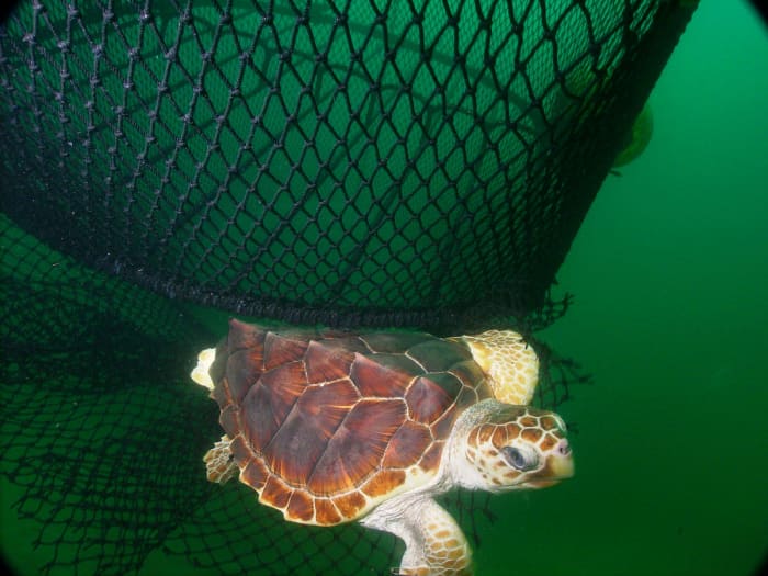 Loggerhead Turtle (Caretta carreta) escaping a net equipped with a turtle excluder device (TED).