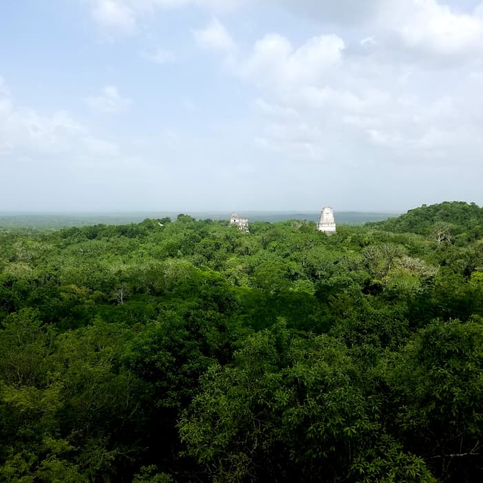 The various temples peeking out through the jungle. Absolutely breathtaking view from atop the tallest temple.