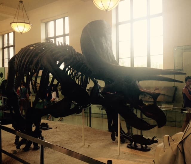 The American Museum of Natural History is one of the best things to do with kids in Central Park because of fantastic fossil displays like this one of a triceratops.