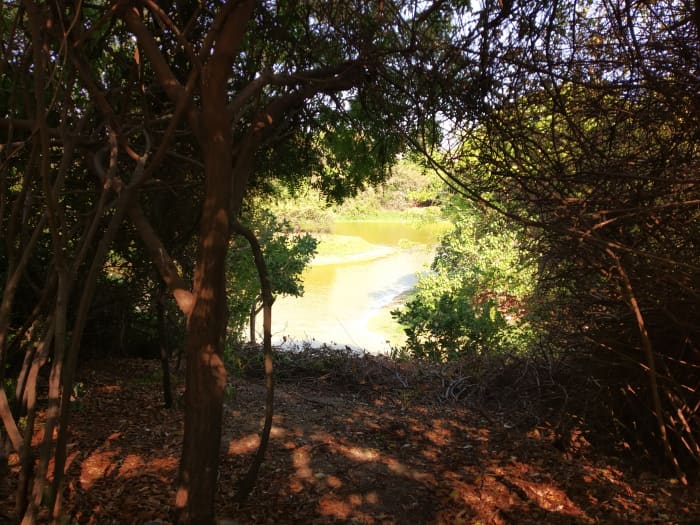 A view of Adyar creek through the trees.