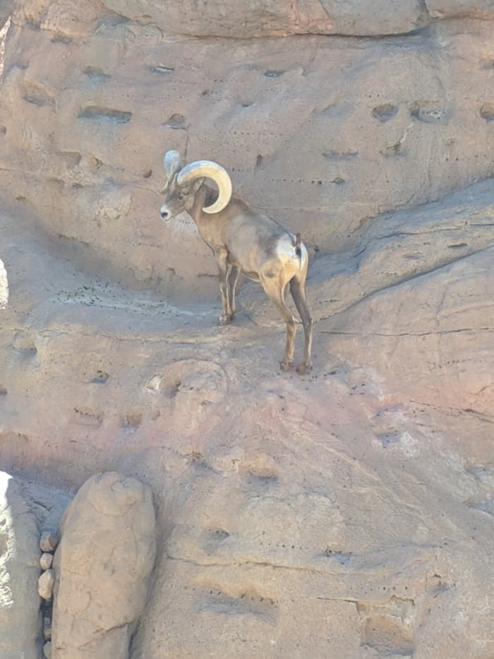 Desert Bighorn Sheep, almost extinct by early 1900s now thrive in the low desert mountains of Arizona. This one was busy climbing his outdoor enclosure at the desert museum.