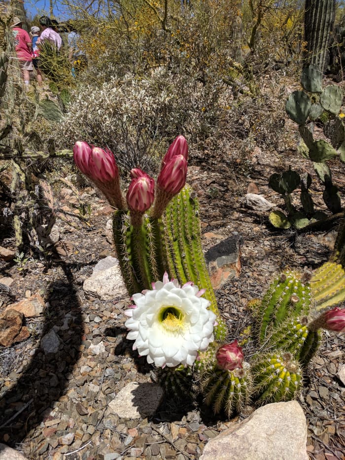 White Flower on a 'Big Bertha' Torch Cactus (The common name for this white-flowered torch cactus is 'Big Bertha.')