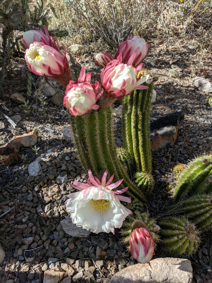 This 'Big Bertha's' flowers were wilting while new buds began to open. This is same 'Big Bertha' cactus as the one above, but this photo was taken 5 hours after first. Note the flowers now wilting and other buds starting to open.