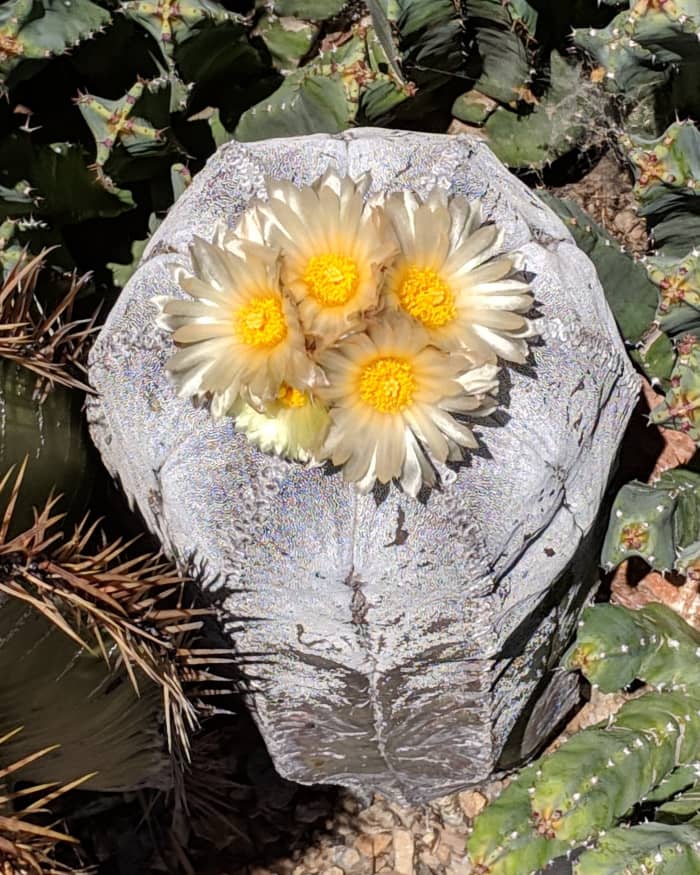 As the Bishop's Miter cactus (Birrete De Obispo) ages, tiny grey hairs multiply on the plant. Grey hairs cover this old cactus, giving it a metallic silver look, but age doesn't stop it from flowering.
