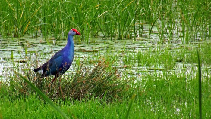 Purple Swamphen in Pallikaranai wetland