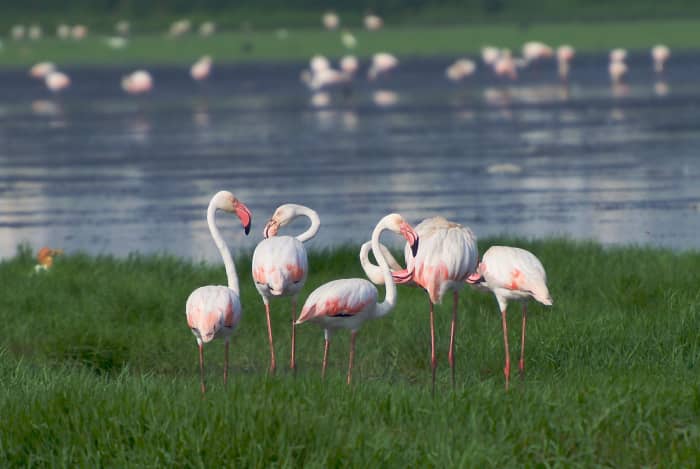 Flamingoes grazing near Pallikaranai marsh
