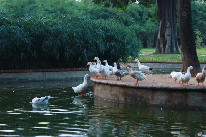 A Water Body inside Semmozhi Poonga