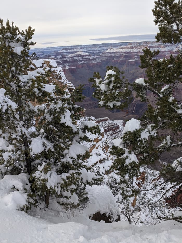Looking at Grand Canyon Through Trees along South Rim of Grand Canyon
