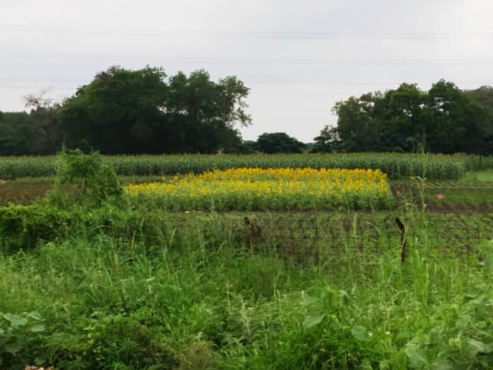 Sunflower field on the outskirts of Kovilpatti