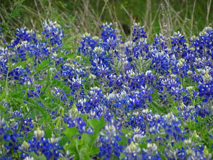 Where to Find and Other Wildflowers Near San Antonio and