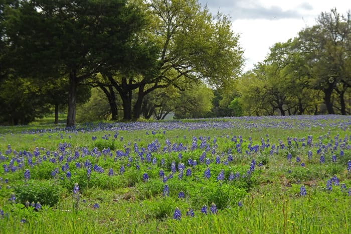 Fortunately, floods hadn't washed away the flowers at this ranch near Muleshoe Bend Recreation Area.