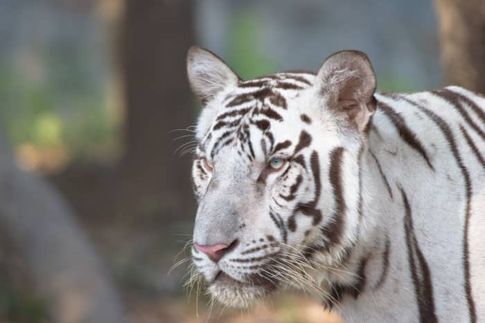 White Tiger in Vandalur Zoo