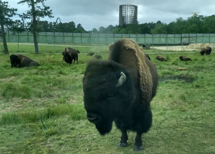 Bison in the Americas section of Great Adventure Six Flag's Safari Land, with the amusement park's closed roller coasters in the background.