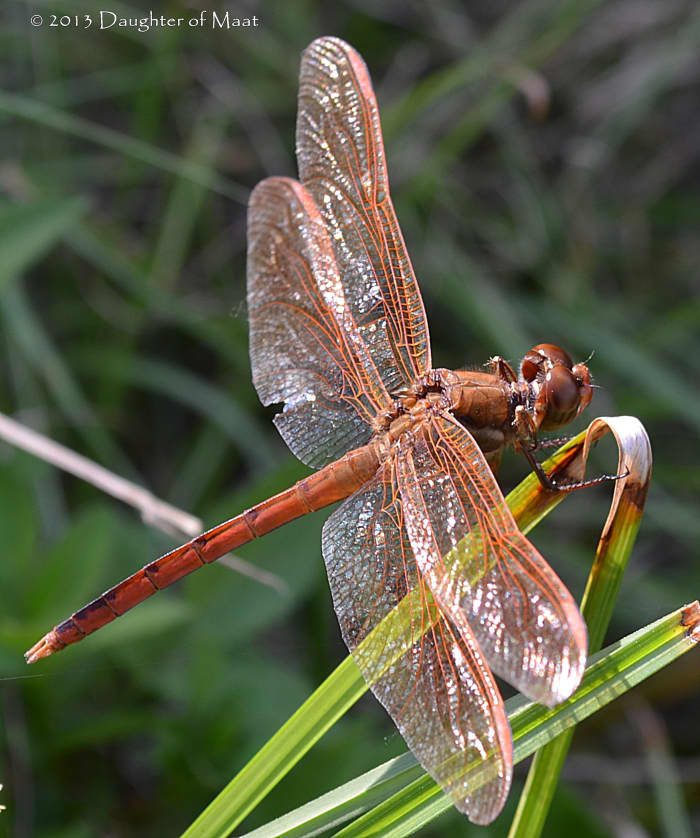Dragonflies are well known spirit guides and symbols to Asian and Native American Cultures.