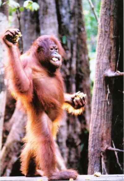 Orangutans can look remarkably human. Does this explain Orang Pendek?