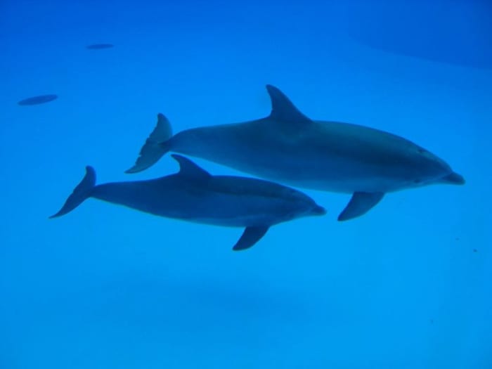 Could mermaids have evolved from land ancestors to become marine mammals, just like whales and dolphins?